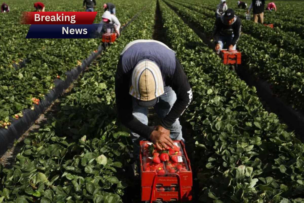 Confirmed by the USDA—the Trump Administration activates the Farmer Bridge Assistance Program, impacting thousands of producers affected by trade tariffs
