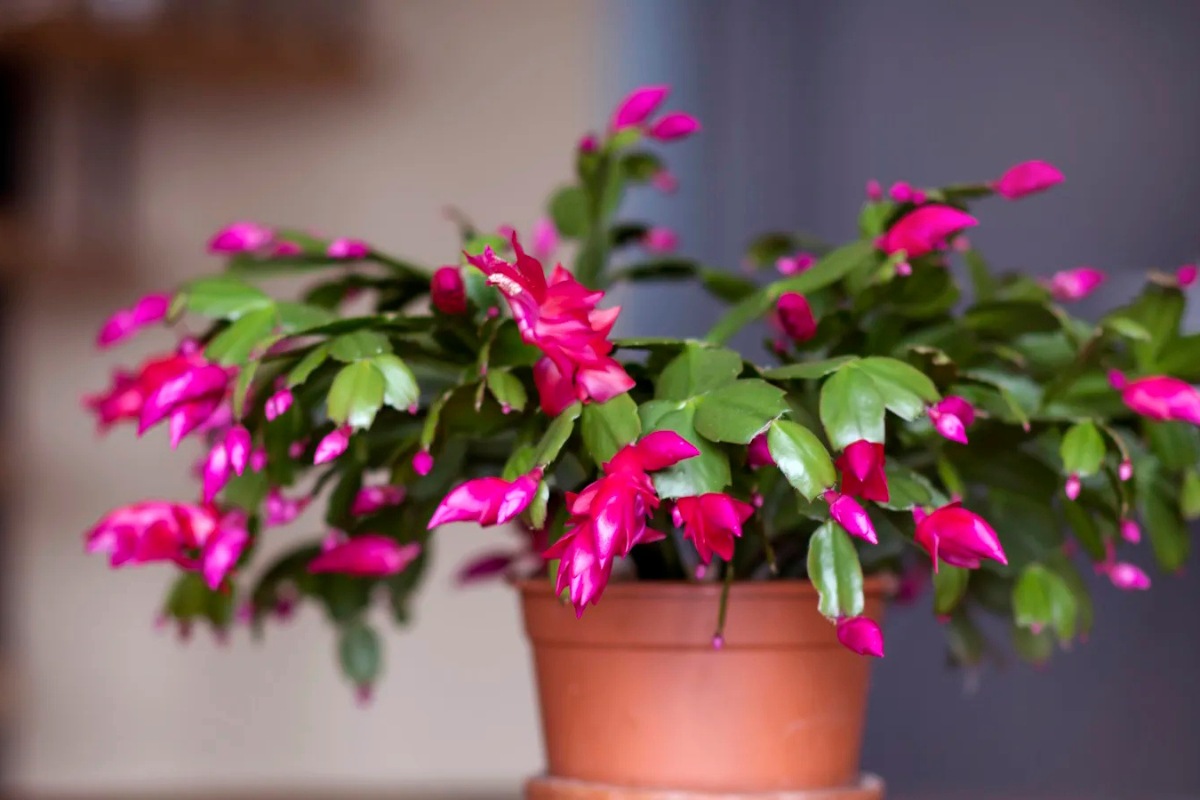 Your Christmas Cactus Won't Bloom on Its Own  Do This Before the End of the
